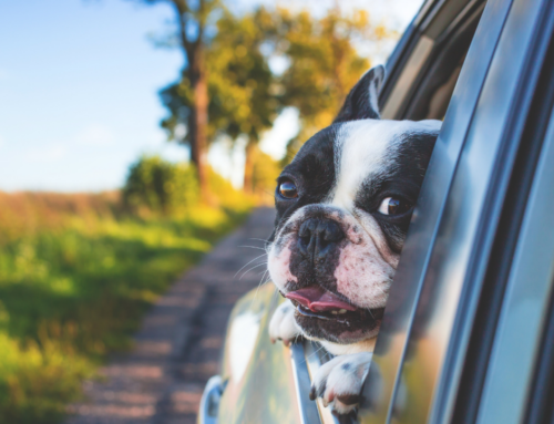 Pet Friendly Travel to Corvallis