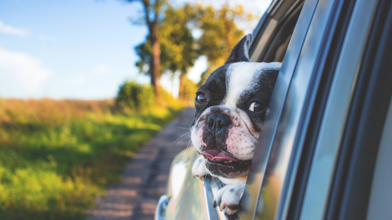 Guide to visiting Corvallis with a dog or pet